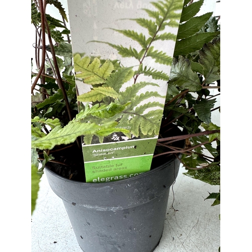 84 - TWO LARGE ELEGRASS FERNS POLYSTICHUM 'NEOLOBATUM' AND ANISOCAMPIUM 'SHEARERI' IN 3 LTR POTS 50-80CM ... 