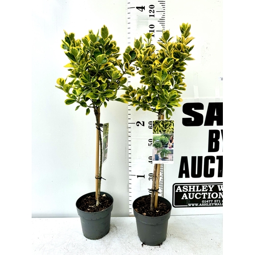 85 - TWO VARIEGATED EUONYMUS JAPONICUS 'MARIEKE' STANDARD TREES IN 3 LTR POTS APPROX 110CM IN HEIGHT PLUS... 