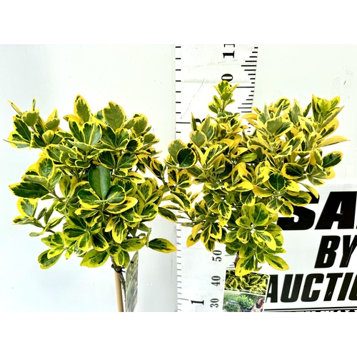 85 - TWO VARIEGATED EUONYMUS JAPONICUS 'MARIEKE' STANDARD TREES IN 3 LTR POTS APPROX 110CM IN HEIGHT PLUS... 