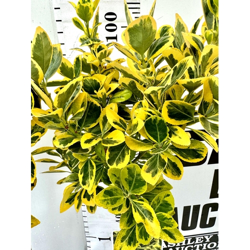 85 - TWO VARIEGATED EUONYMUS JAPONICUS 'MARIEKE' STANDARD TREES IN 3 LTR POTS APPROX 110CM IN HEIGHT PLUS... 