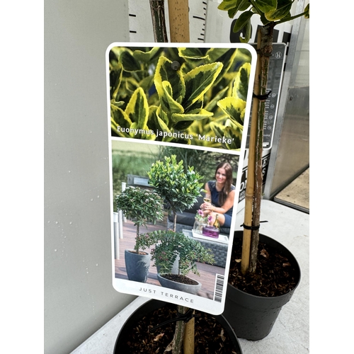 85 - TWO VARIEGATED EUONYMUS JAPONICUS 'MARIEKE' STANDARD TREES IN 3 LTR POTS APPROX 110CM IN HEIGHT PLUS... 