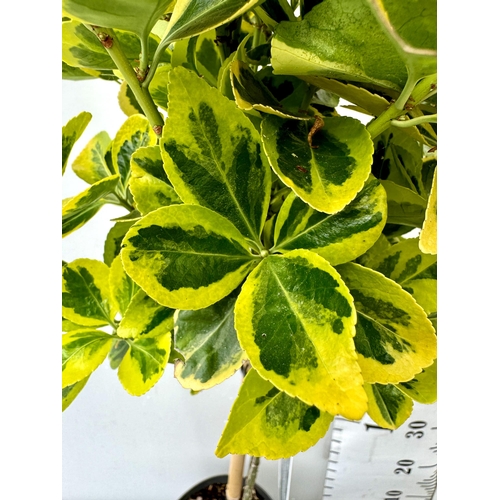 85 - TWO VARIEGATED EUONYMUS JAPONICUS 'MARIEKE' STANDARD TREES IN 3 LTR POTS APPROX 110CM IN HEIGHT PLUS... 