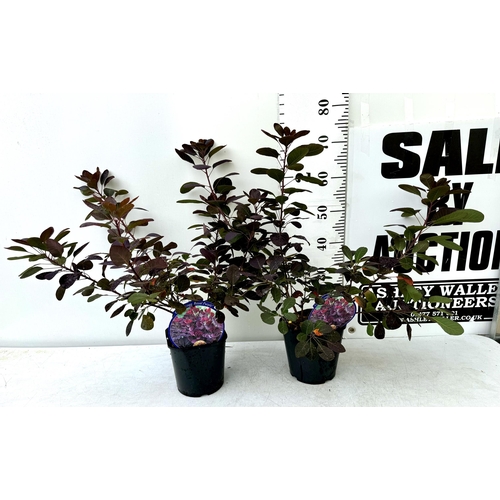 86 - TWO COTINUS COGGYGRIA ROYAL PURPLE SMOKE BUSH IN 3 LTR POTS APPROX 70-80CM IN HEIGHT PLUS VAT TO BE ... 