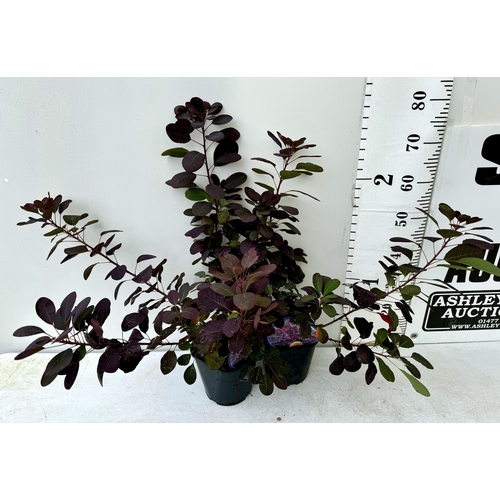 86 - TWO COTINUS COGGYGRIA ROYAL PURPLE SMOKE BUSH IN 3 LTR POTS APPROX 70-80CM IN HEIGHT PLUS VAT TO BE ... 