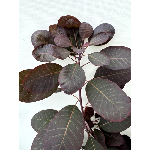 86 - TWO COTINUS COGGYGRIA ROYAL PURPLE SMOKE BUSH IN 3 LTR POTS APPROX 70-80CM IN HEIGHT PLUS VAT TO BE ... 