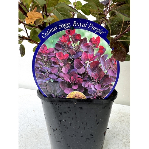 86 - TWO COTINUS COGGYGRIA ROYAL PURPLE SMOKE BUSH IN 3 LTR POTS APPROX 70-80CM IN HEIGHT PLUS VAT TO BE ... 