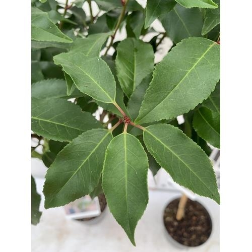 88 - TWO PRUNUS LUSITANICA 'AUGUSTFOLIA' STANDARD TREES APPROX 110CM IN HEIGHT IN 3LTR POTS PLUS VAT TO B... 