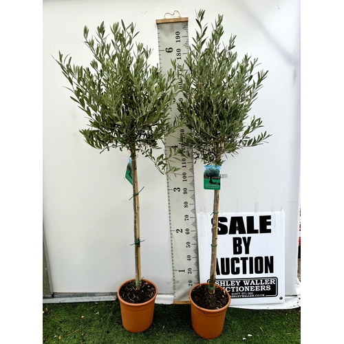 48 - TWO LARGE ITALIAN OLIVE STANDARD TREES APPROX 2 METRES IN HEIGHT IN 9 LTR POTS NO VAT TO BE SOLD FOR... 