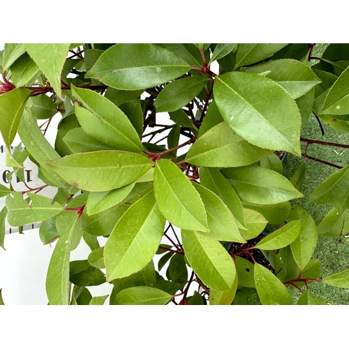 11 - A PAIR OF STANDARD PHOTINIA FRASERI RED ROBIN TREES 150CM TALL IN A 10 LTR POT TO BE SOLD FOR THE PA... 