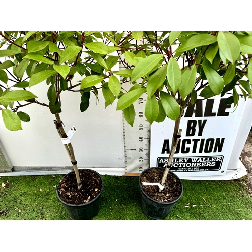 11 - A PAIR OF STANDARD PHOTINIA FRASERI RED ROBIN TREES 150CM TALL IN A 10 LTR POT TO BE SOLD FOR THE PA... 