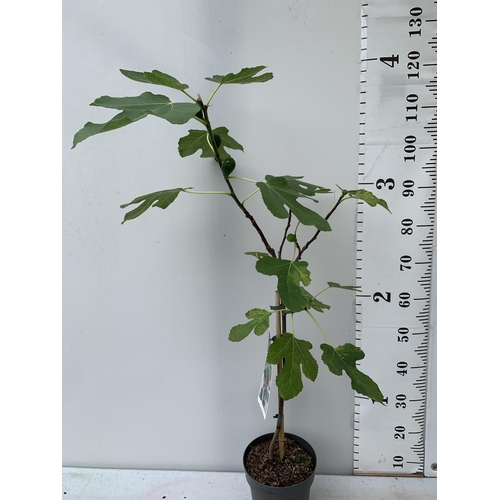 15 - ONE LARGE FIG TREE FICUS CARICA 'BROWN TURKEY' WITH FRUIT IN A 3 LTR POT APPROX 130CM IN HEIGHT NO V... 