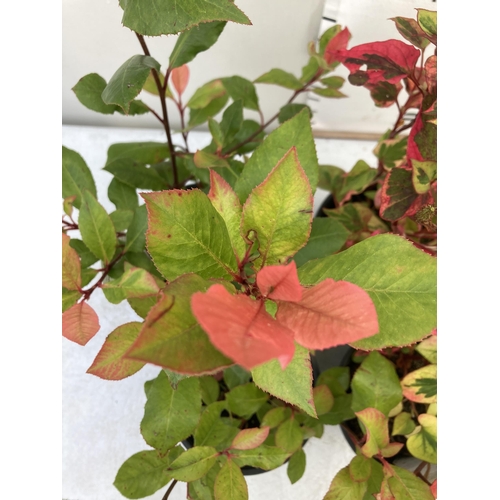 21 - MIXED LOT OF FOUR SHRUBS- TWO HOUTTENYIA 'CHAMELEON' AND TWO PHOTINIA 'LITTLE RED ROBIN' IN 2 LTR PO... 