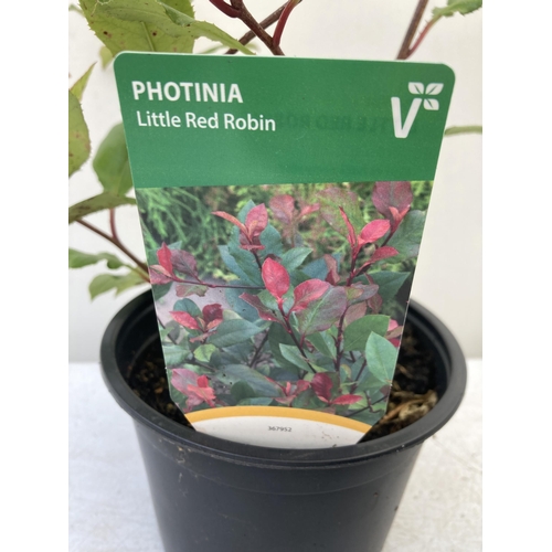 21 - MIXED LOT OF FOUR SHRUBS- TWO HOUTTENYIA 'CHAMELEON' AND TWO PHOTINIA 'LITTLE RED ROBIN' IN 2 LTR PO... 