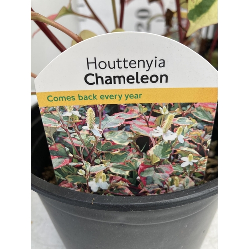 21 - MIXED LOT OF FOUR SHRUBS- TWO HOUTTENYIA 'CHAMELEON' AND TWO PHOTINIA 'LITTLE RED ROBIN' IN 2 LTR PO... 