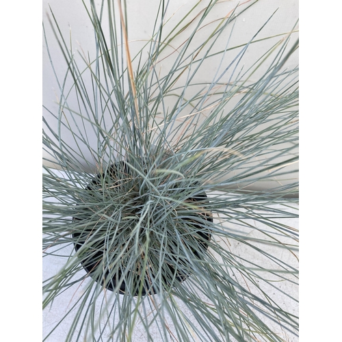 22 - TWO ORNAMENTAL GRASSES -ONE MISCANTHUS 'GOLD BAR' AND ONE FESTUCA GLAUCA 'ELIJAH BLUE' IN 1.5 LTR PO... 