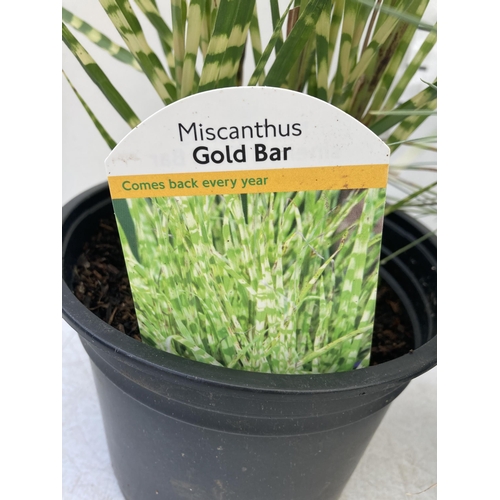 22 - TWO ORNAMENTAL GRASSES -ONE MISCANTHUS 'GOLD BAR' AND ONE FESTUCA GLAUCA 'ELIJAH BLUE' IN 1.5 LTR PO... 