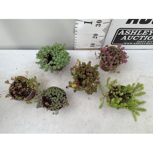 23 - SIX VARIOUS VARIETIES OF SEDUM WITH IN 1.5 LTR POTS TO BE SOLD FOR THE SIX PLUS VAT