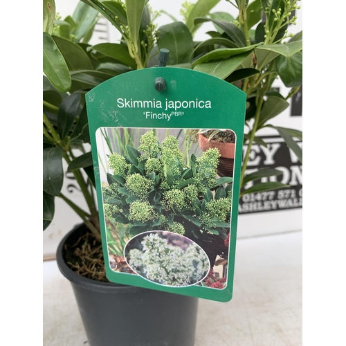 14 - TWO SKIMMIA JAPONICA FINCHY WITH BERRIES APPROXIMATELY 40CM TALL TO BE SOLD FOR THE TWO PLUS VAT