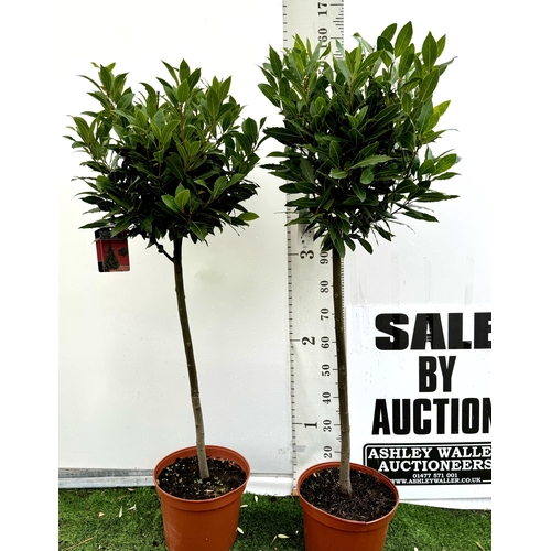 31 - A PAIR OF STANDARD BAY TREES 'LAURUS NOBILIS' IN 10 LTR POTS APPROX 160CM IN HEIGHT TO BE SOLD FOR T... 