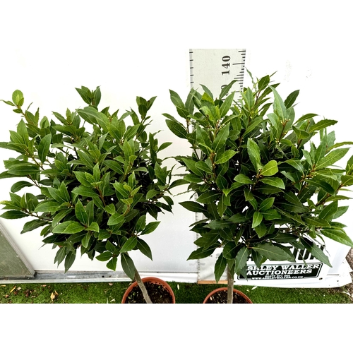 31 - A PAIR OF STANDARD BAY TREES 'LAURUS NOBILIS' IN 10 LTR POTS APPROX 160CM IN HEIGHT TO BE SOLD FOR T... 