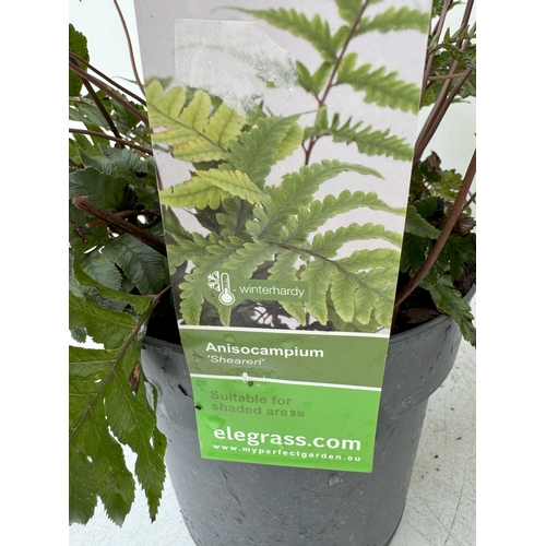 33 - TWO LARGE ELEGRASS FERNS POLYSTICHUM 'NEOLOBATUM' AND ANISOCAMPIUM 'SHEARERI' IN 3 LTR POTS 40-60CM ... 