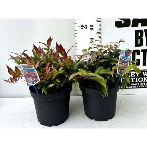 37 - TWO LARGE LEUCOTHOE 'DARK DIAMOND' AND 'ZEBLID' IN 7 LTR POTS 50-60CM TALL PLUS VAT TO BE SOLD FOR T... 