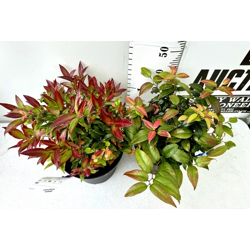 37 - TWO LARGE LEUCOTHOE 'DARK DIAMOND' AND 'ZEBLID' IN 7 LTR POTS 50-60CM TALL PLUS VAT TO BE SOLD FOR T... 