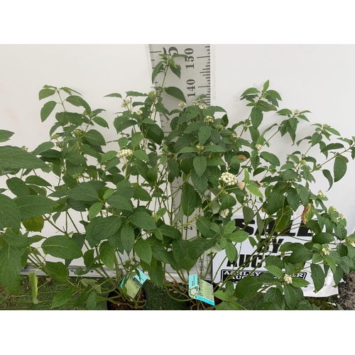 4 - TWO VERY LARGE CORNUS SERICEA 'FLAVIRAMEA' WITH WHITE FLOWERS APPROX 160CM IN HEIGHT.GREAT WINTER CO... 