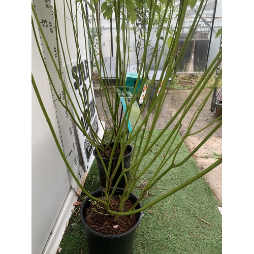 4 - TWO VERY LARGE CORNUS SERICEA 'FLAVIRAMEA' WITH WHITE FLOWERS APPROX 160CM IN HEIGHT.GREAT WINTER CO... 