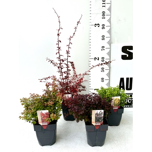 51 - FOUR ASSORTED BERBERIS THUNBERGII 'HARLEQUIN, GOLDALITA, ADMIRATION AND CONCORDE' IN 2 LTR POTS PLUS... 