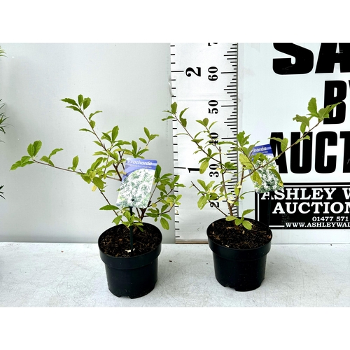 52 - TWO EXOCHORDA BLUSHING PEARL IN 2 LTR POTS 50-60CM TALL PLUS VAT TO BE SOLD FOR THE TWO