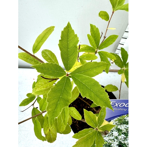 52 - TWO EXOCHORDA BLUSHING PEARL IN 2 LTR POTS 50-60CM TALL PLUS VAT TO BE SOLD FOR THE TWO