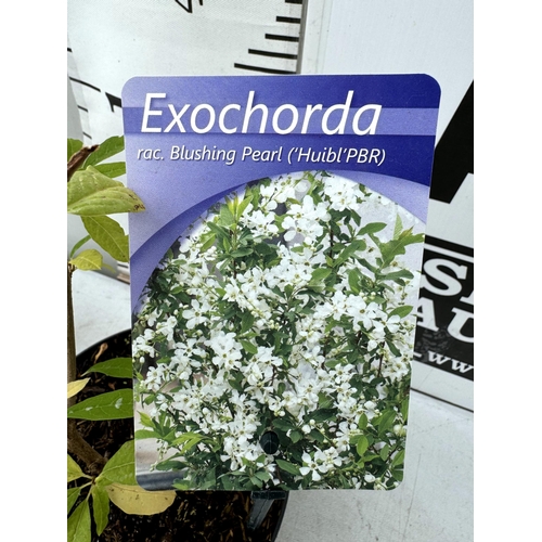 52 - TWO EXOCHORDA BLUSHING PEARL IN 2 LTR POTS 50-60CM TALL PLUS VAT TO BE SOLD FOR THE TWO