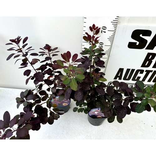 54 - TWO COTINUS COGGYGRIA ROYAL PURPLE SMOKE BUSH IN 3 LTR POTS APPROX 70- 80CM IN HEIGHT PLUS VAT TO BE... 