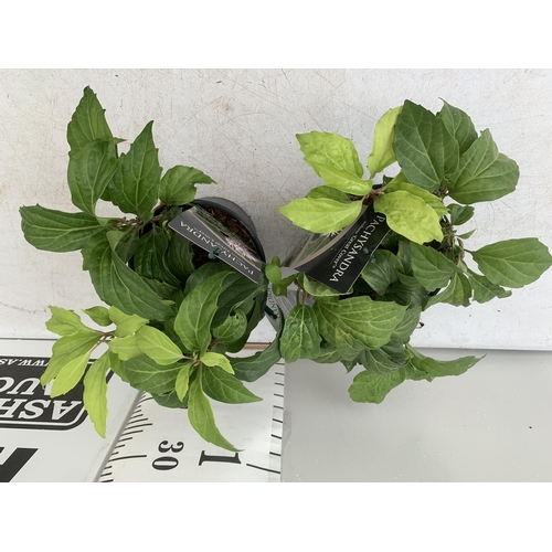 16 - TWO PACHYSANDRA AXILLARIS 'GREAT COVER' IN 2 LTR POTS APPROX 30CM IN HEIGHT PLUS VAT TO BE SOLD FOR ... 