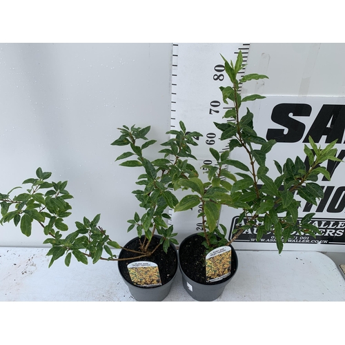 28 - TWO LARGE FORSYTHIA 'MINIGOLD' IN 4 LTR POTS, APPROX 70-90CM IN HEIGHT PLUS VAT TO BE SOLD FOR THE T... 