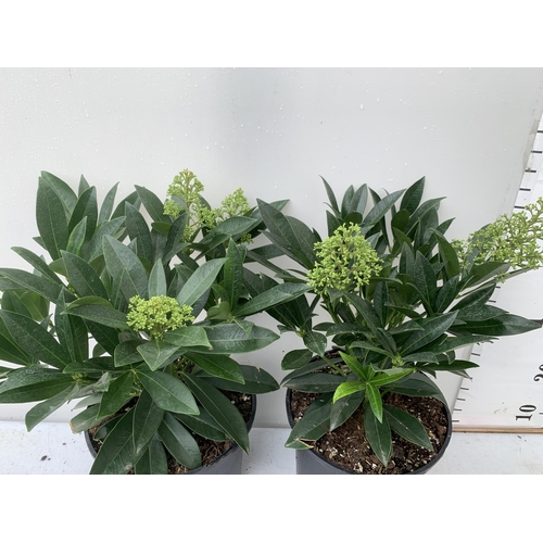 47 - TWO SKIMMIA CONFUSA 'KEW GREEN' IN 5 LTR POTS APPROX 50CM IN HEIGHT PLUS VAT TO BE SOLD FOR THE TWO