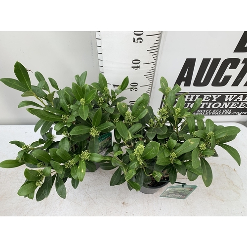 14 - TWO SKIMMIA JAPONICA FINCHY WITH BERRIES APPROXIMATELY 40CM TALL TO BE SOLD FOR THE TWO PLUS VAT