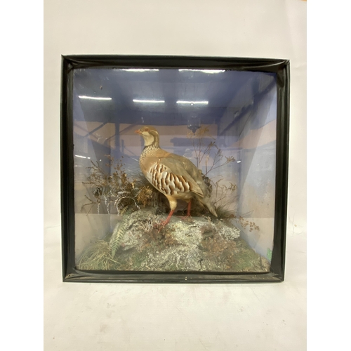 57 - A TAXIDERMY OF A RED-LEGGED PARTRIDGE STOOD UPON A FAUX ROCK SURROUNDED BY TALL GRASSES ENCLOSED IN ... 