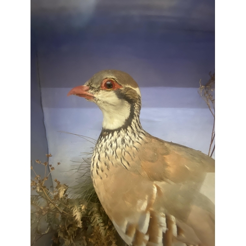 57 - A TAXIDERMY OF A RED-LEGGED PARTRIDGE STOOD UPON A FAUX ROCK SURROUNDED BY TALL GRASSES ENCLOSED IN ... 