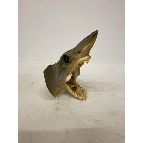 70 - A TAXIDERMY SPECIMEN MAKO SHARK HEAD WITH MOUTH AGAPE