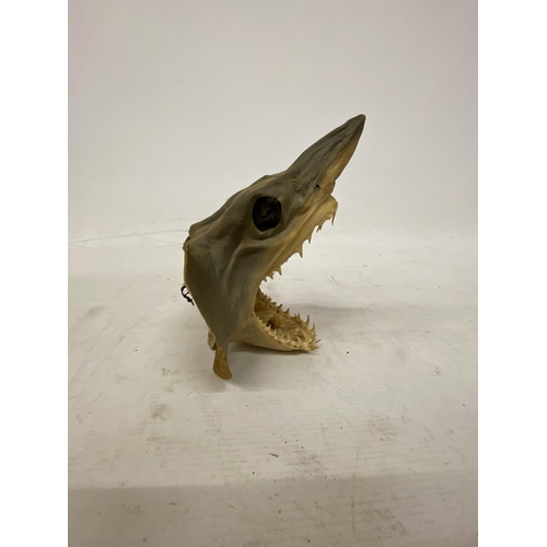 70 - A TAXIDERMY SPECIMEN MAKO SHARK HEAD WITH MOUTH AGAPE