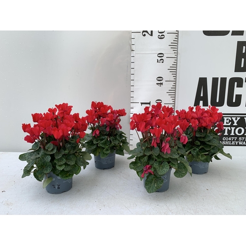 10 - FOUR RED CYCLAMEN IN 9CM POTS APPROX 30CM IN HEIGHT IN FLOWER. PLUS VAT TO BE SOLD FOR THE FOUR