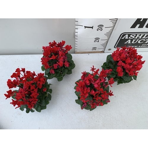 10 - FOUR RED CYCLAMEN IN 9CM POTS APPROX 30CM IN HEIGHT IN FLOWER. PLUS VAT TO BE SOLD FOR THE FOUR