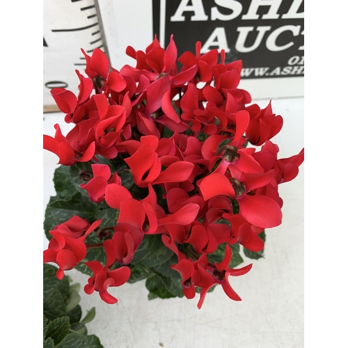 10 - FOUR RED CYCLAMEN IN 9CM POTS APPROX 30CM IN HEIGHT IN FLOWER. PLUS VAT TO BE SOLD FOR THE FOUR