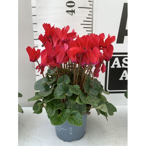 10 - FOUR RED CYCLAMEN IN 9CM POTS APPROX 30CM IN HEIGHT IN FLOWER. PLUS VAT TO BE SOLD FOR THE FOUR