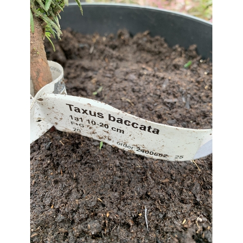 TWO YEW TAXUS BACCATA PLANTS HEDGING PLANTS APPROX 60CM IN HEIGHT IN 7