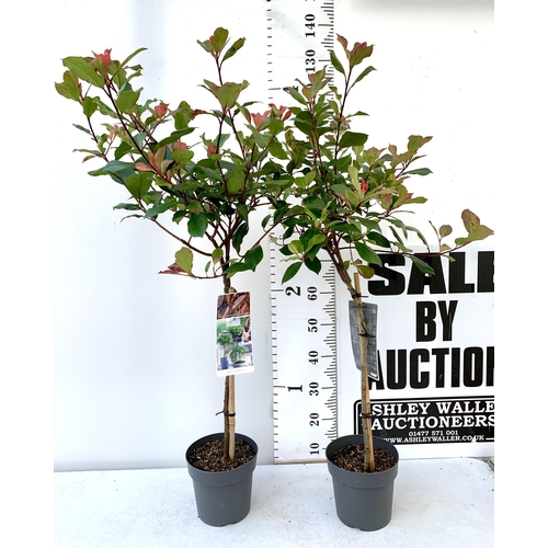 12 - TWO PHOTINIA FRASERI STANDARD TREES 'LITTLE RED ROBIN' APPROX 140CM IN HEIGHT IN 3 LTR POTS PLUS VAT... 