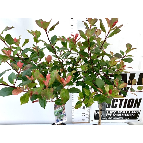 12 - TWO PHOTINIA FRASERI STANDARD TREES 'LITTLE RED ROBIN' APPROX 140CM IN HEIGHT IN 3 LTR POTS PLUS VAT... 