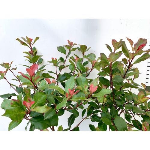 12 - TWO PHOTINIA FRASERI STANDARD TREES 'LITTLE RED ROBIN' APPROX 140CM IN HEIGHT IN 3 LTR POTS PLUS VAT... 